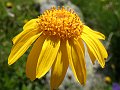 Compositae - Arnica montana_1.jpg